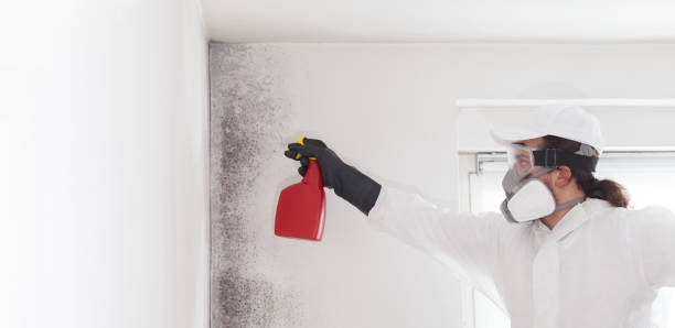 Reliable Jackson, KY Mold Removal Solutions